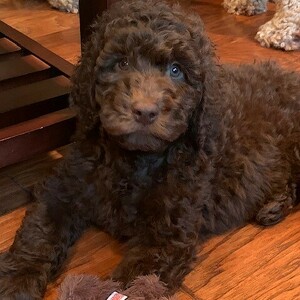 Fundraising Page: Rhonda Lubbe